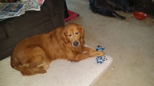 DannyBoy17046Ac25.jpg